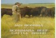 Jan Bonsma and the Bonsmara Beef Cattle Breed