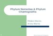 Phylum Chaetognatha