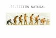 SELECCIÓN NATURAL. It is a process of interaction between phenotypes and the environment that produce the differential reproduction and survival of some