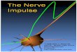 The Nerve Impulse 05