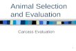 1 Animal Selection and Evaluation Carcass Evaluation