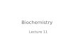 Biochemistry Lecture 11. Gluconeogenesis Metab 1 AB Metab 2 XY -Metabolic Pathways are Irreversible G between the 1st & last metabolite is large &