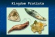 Kingdom Protista. If you look at a drop of pond water under a microscope, all the "little creatures" you see swimming around are protists. If you look
