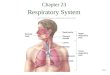 23-1 Chapter 23 Respiratory System. 23-2 Respiration Ventilation: Movement of air into and out of lungs External respiration: Gas exchange between air