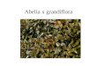 Abelia x grandiflora. Abies concolor Acer palmatum cv