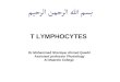 T LYMPHOCYTES Dr.Mohammed Sharique Ahmed Quadri Assistant professor Physiology Al Maarefa College