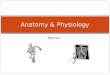 Bones Anatomy & Physiology. Skeleton System Infant Skeleton about 300 bones Adult about 206 bones