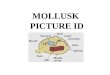 MOLLUSK PICTURE ID. A = _______________ B = _________________ C = _________________ stomach Digestive gland heart