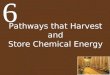 Pathways that Harvest and Store Chemical Energy 6