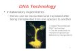 DNA Technology In laboratory experiments –Genes can be transcribed and translated after being transplanted from one species to another Called Recombinant