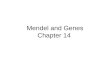 Mendel and Genes Chapter 14. Fig. 14-1 The particulate hypothesis is the idea that parents pass on discrete heritable units (genes) The blending hypothesis