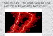 N Chapter 19~The Organization and Control of Eukaryotic Genomes