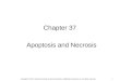 1 Chapter 37 Apoptosis and Necrosis Copyright © 2012, American Society for Neurochemistry. Published by Elsevier Inc. All rights reserved