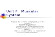 Unit F: Muscular System Analyze the anatomy and physiology of the muscles. Specific Objectives: Explain the structure of the muscles. Analyze the function
