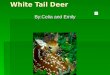 White Tail Deer By:Celia and Emily Habitat They live in Grandfather Mountin. They live in Grandfather Mountin. They also live in the US, Canada, Mexico,