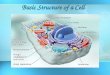 1 Basic Structure of a Cell 2 Introduction to Cells Cells are the basic units of organisms Cells can only be observed under microscope Basic types of