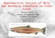 Reproductive Success of Wild and Hatchery Steelhead in Forks Creek Thomas Quinn School of Aquatic and Fishery Sciences University of Washington