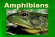 Amphibians. Characteristics of Amphibians Vertebrate Vertebrate Lives in water as larva; land as adult (some exceptions) Lives in water as larva; land