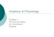 Anatomy & Physiology Chapter 1 The Human Body: An Orientation Original