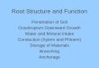 Root Structure and Function Penetration of Soil Gravitropism Downward Growth Water and Mineral Intake Conduction (Xylem and Phloem) Storage of Materials