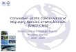 Convention on the Conservation of Migratory Species of Wild Animals (UNEP/CMS) Development of a Strategic Plan for Migratory Species 2015 - 2023