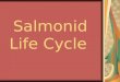 Salmonid Life Cycle. Eggs Alevin Fry Smolt Adult Spawner Freshwater Estuary Ocean