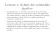 Lecture 1: Xylem, the vulnerable pipeline Teaching Aims: to introduce the structure and driving forces for transport of water in the xylem, and appreciate