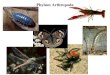 Phylum Arthropoda. Several million species. Hard exoskeleton