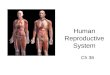 Human Reproductive System Ch 36. SC.912.L.16.13 Describe the basic anatomy and physiology of the human reproductive system
