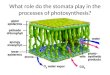 What role do the stomata play in the processes of photosynthesis?