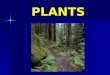 PLANTS Plants What are the parts of a plant? The parts of a plant are the roots, the stem, the leaves and the flowers. The parts of a plant are the roots,