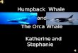 Katherine and Stephanie Humpback Whale and The Orca Whale