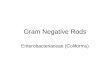 16 Gram Negative Coliforms