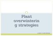 JASON ZARNOWSKI Plant overwintering strategies. Over-wintering Success Plants, not just animals, have adapted for success in cold climates. As with many