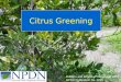 Citrus Greening Roberts and Brlansky. December 2007. NPDN Publication No. 0025
