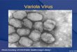 January 2003 Variola Virus Photo Courtesy of CDC/Public Health Image Library 1