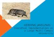 HERDING JAVELINAS : CoursEval Implementation at a Large Multi-Campus University