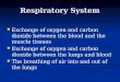 Respiratory System Exchange of oxygen and carbon dioxide between the blood and the muscle tissues Exchange of oxygen and carbon dioxide between the lungs