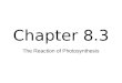 Chapter 8.3 The Reaction of Photosynthesis. The Chloroplast Site of photosynthesis