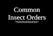 Common Insect Orders Adapted from Berkeley Natural History Museums lesson A Quick Way to Identify Common Insect Orders