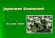 Japanese Knotweed By Linda Tucker. Polygonum cupsidatum Also called Fallopia joponica Also called Fallopia joponica Buckwheat family (Polygonaceae) Buckwheat