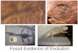 Fossil Evidence of Evolution Biblical Reference From one man he made all the nations, that they should inhabit the whole earth; and he marked out their