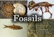 FOSSILS. What is a fossil? Remains of once living animals or plants Represent ancestors of organisms living today