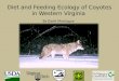 Diet and Feeding Ecology of Coyotes in Western Virginia By David Montague