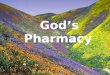 Gods Pharmacy It's been said that God first separated the salt water from the fresh, made dry land, planted a garden, made animals and fish... All before