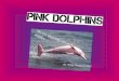 The One and Only, rare pink dolphins… By: Mohit Daryanani [8G]