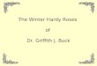 The Winter Hardy Roses of Dr. Griffith J. Buck. This Program Services Committee presentation created by: Mary Peterson Master Rosarian
