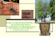 1 Asian Long-horned Beetle vs Emerald Ash Borer Eradication vs Management City of Chicago, Bureau of Forestry Richard M. Daley, Mayor