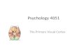 Psychology 4051 The Primary Visual Cortex. A multi-layered structure located in the occipital lobe (AKA, Area 17, V1, Striate cortex). Receives axons