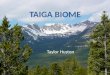 The definition of Taiga is the coniferous forests extending across much of subarctic North America and Eurasia, bordered by tundra to the north and steppe